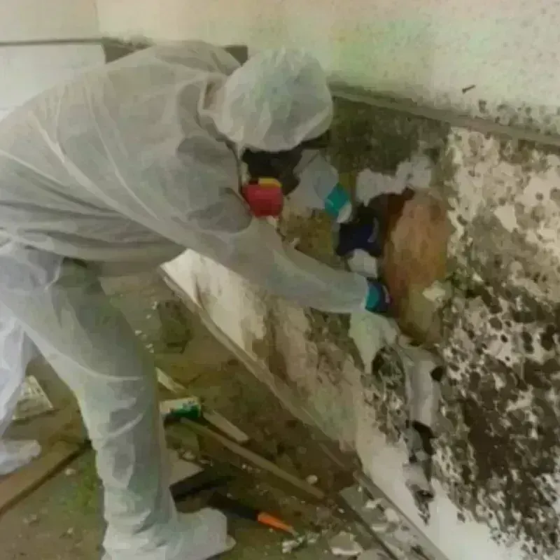 Mold Remediation and Removal in Chicora, PA